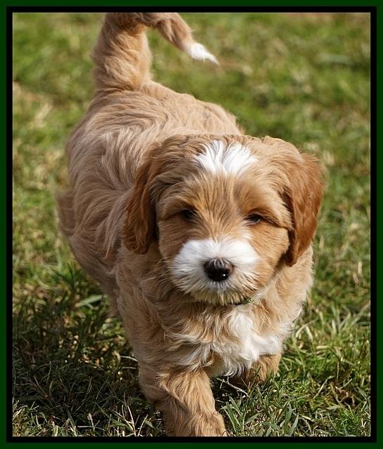 Ellie Blaze pups 7 wks old 191