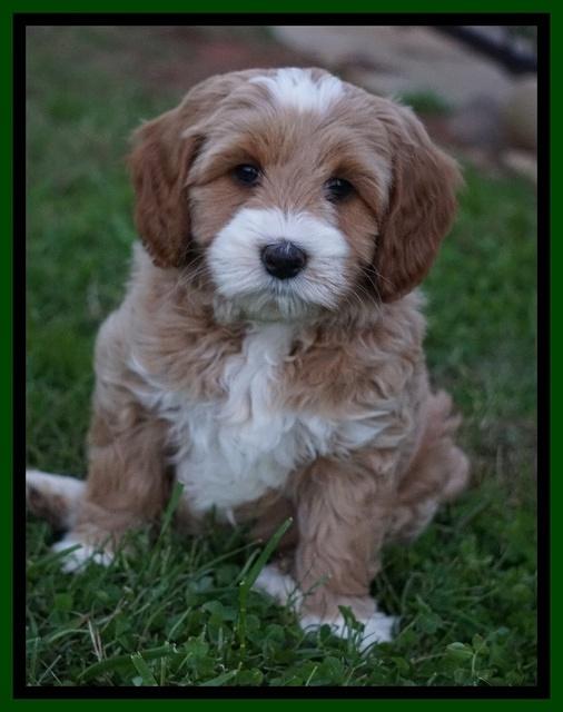 Ellie Blaze pups 7 wks old 2 123