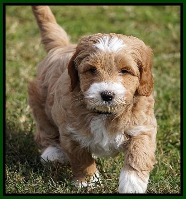 Ellie Blaze pups 7 wks old 201