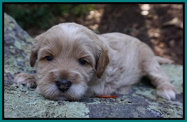 Ellie Blaze pups 3 wks old 171