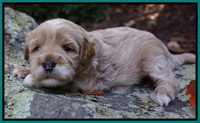 Ellie Blaze pups 3 wks old 181
