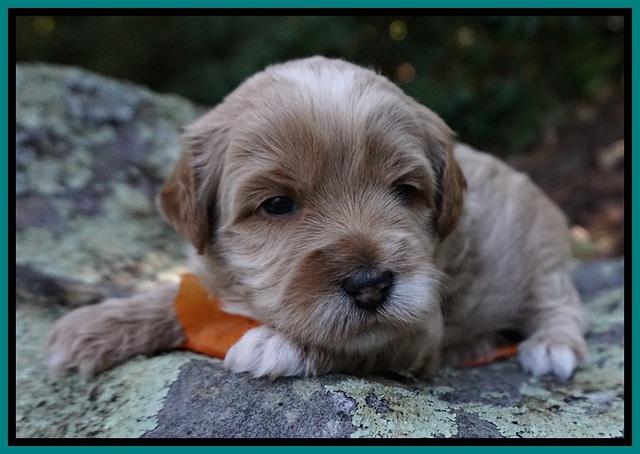Ellie Blaze pups 3 wks old 191