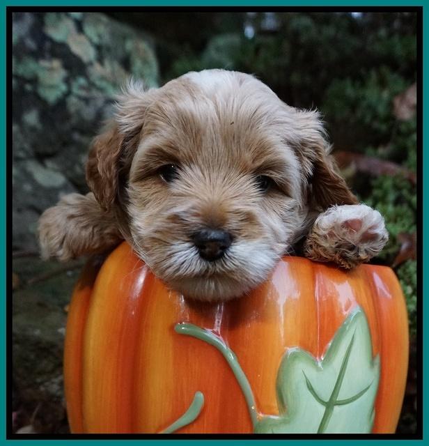 Ellie Blaze pups 4 wks old 211