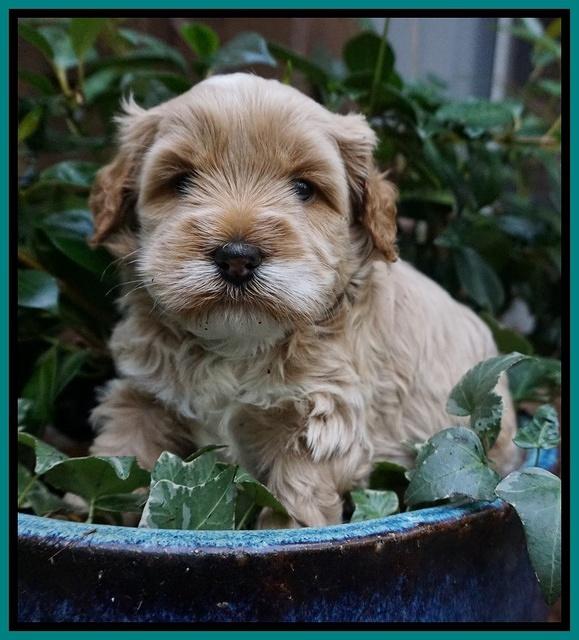 Ellie Blaze pups 4 wks old 221