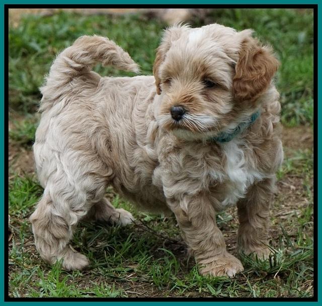 Ellie Blaze pups 5 wks old 271