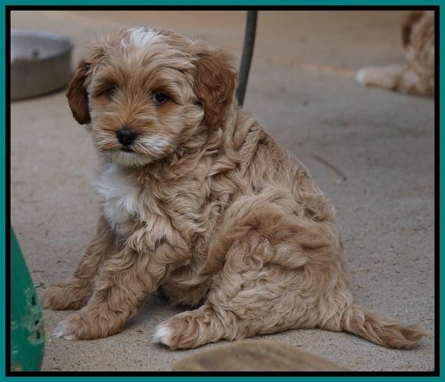 Ellie Blaze pups 7 wks old 251