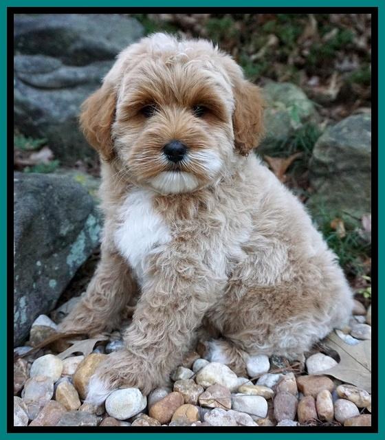Ellie Blaze pups 8 wks old 2 072