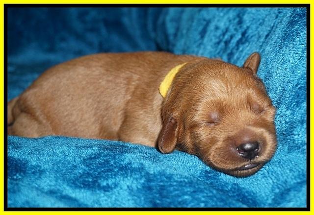 Ellie Blaze pups 1 wk old 171