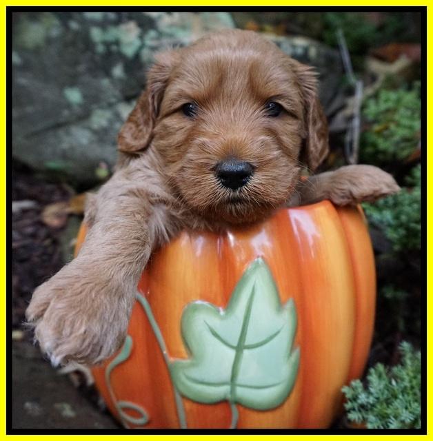 Ellie Blaze pups 4 wks old 231