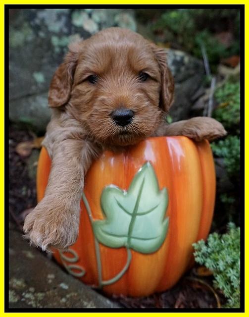 Ellie Blaze pups 4 wks old 241