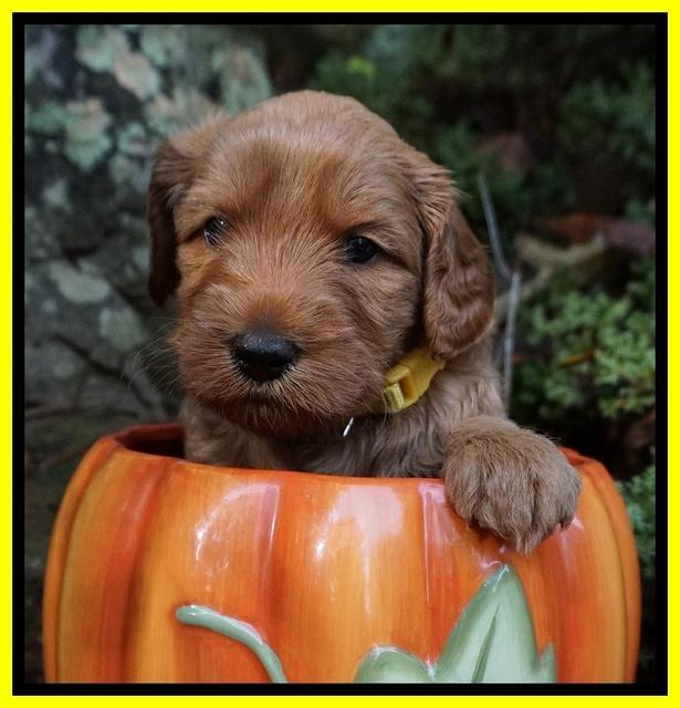 Ellie Blaze pups 4 wks old 261