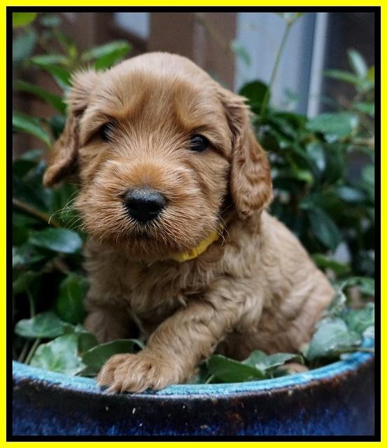 Ellie Blaze pups 4 wks old 271