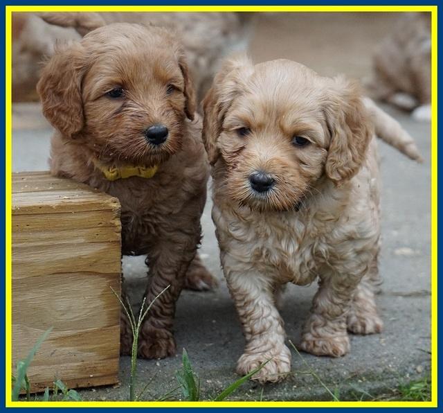 Ellie Blaze pups 5 wks old 351