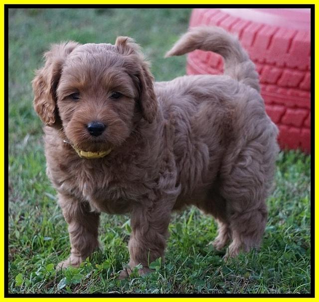 Ellie Blaze pups 6 wks old 241