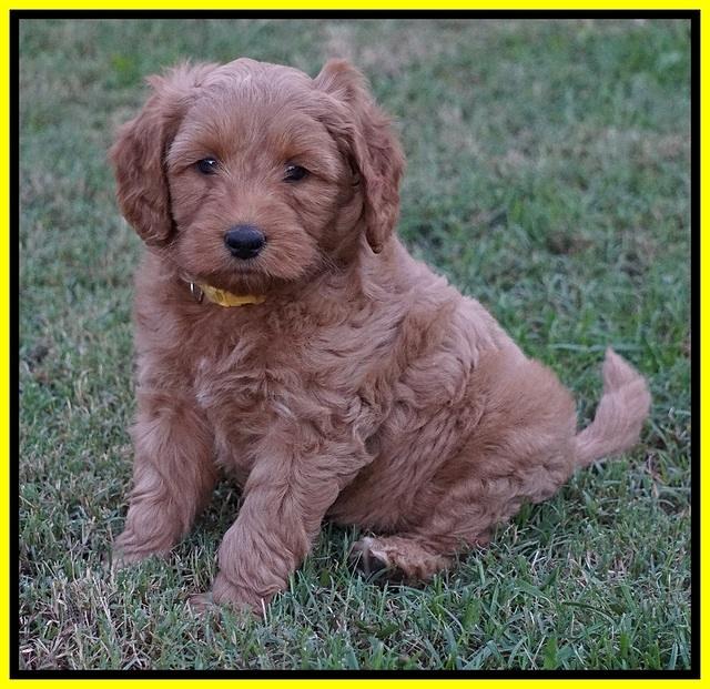 Ellie Blaze pups 6 wks old 251