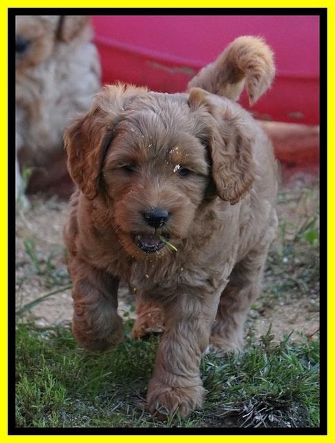 Ellie Blaze pups 6 wks old 261