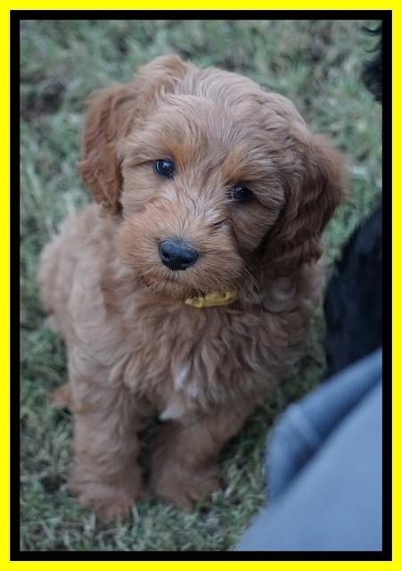 Ellie Blaze pups 7 wks old 2 074