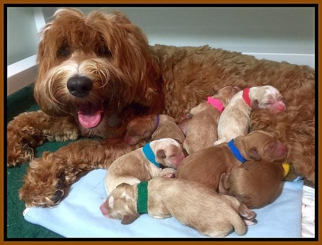 Ellie Blaze newborn pups 2