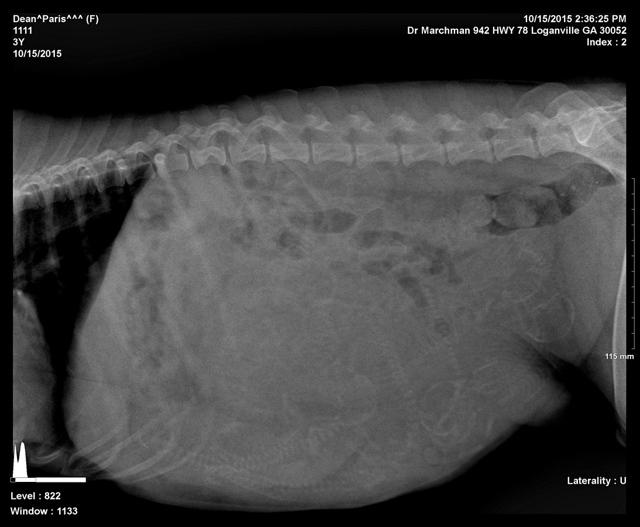 Paris xrays preg 3 Dempsey