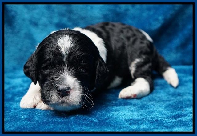 Paris Dempsey pups 2 wks old 41