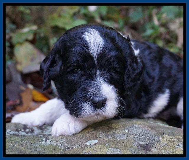Paris Dempsey pups 3 wks old 81