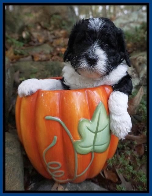 Paris Dempsey pups 4 wks old 51
