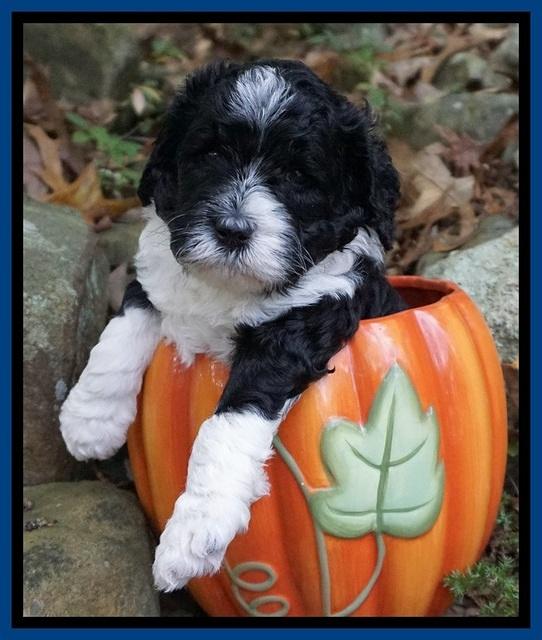 Paris Dempsey pups 4 wks old 61