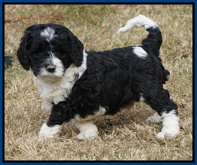 Paris Dempsey pups 5 wks old 41