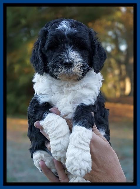 Paris Dempsey pups 5 wks old faces 11