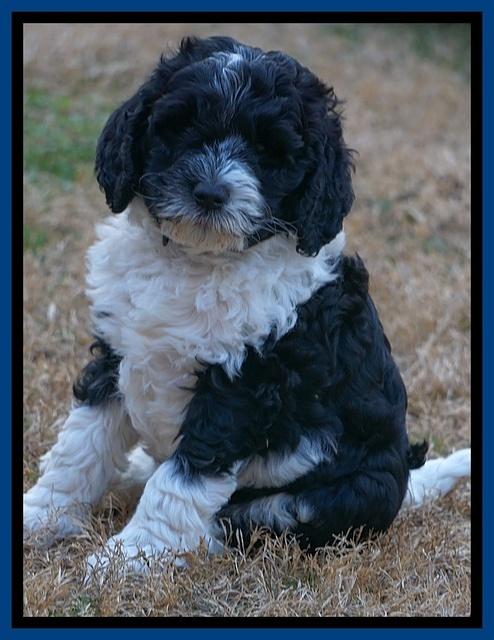 Paris Dempsey pups 7 wks old 61