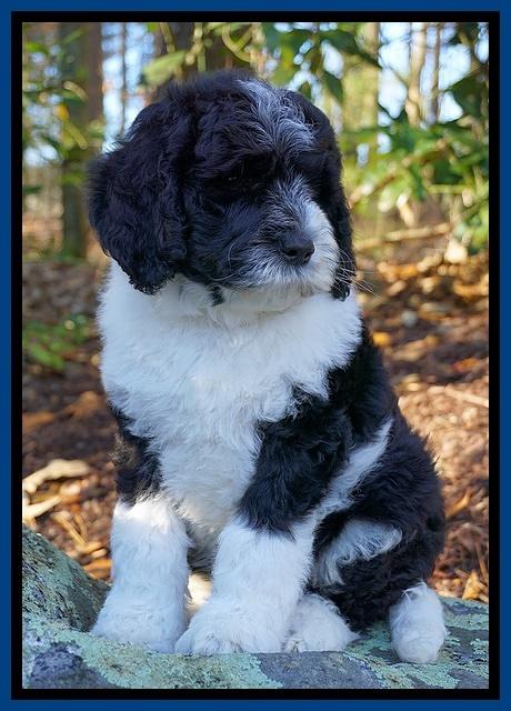 Paris Dempsey pups 8 wks old 1 019