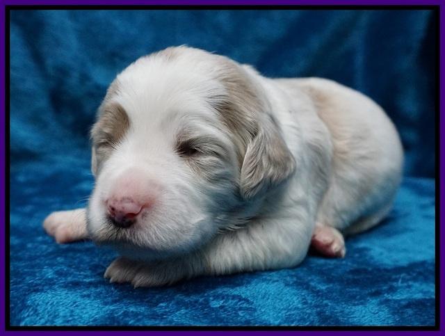 Paris Dempsey pups 2 wks old 61