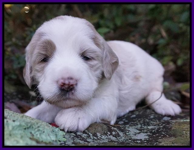 Paris Dempsey pups 3 wks old 91