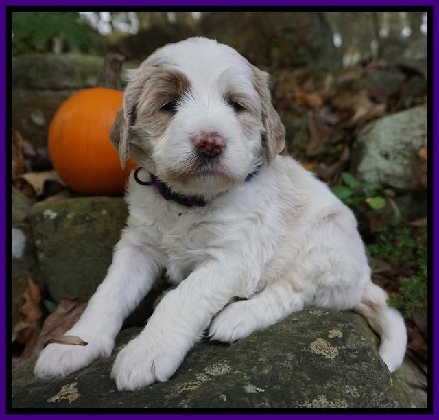 Paris Dempsey pups 4 wks old 101