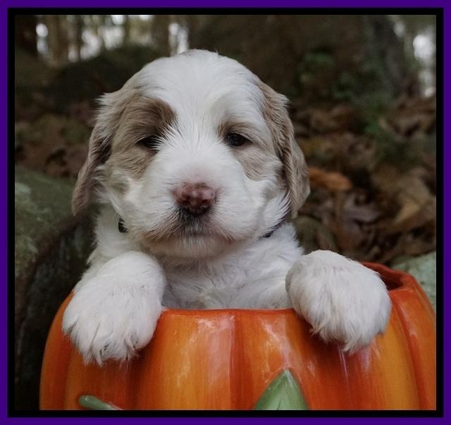 Paris Dempsey pups 4 wks old 121