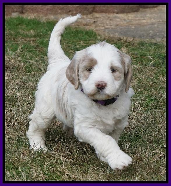 Paris Dempsey pups 5 wks old 2 057