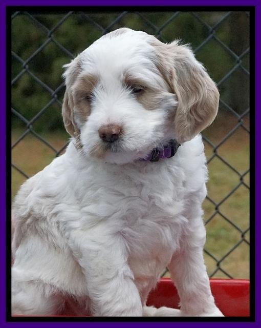 Paris Dempsey pups 6 wks old 1 053