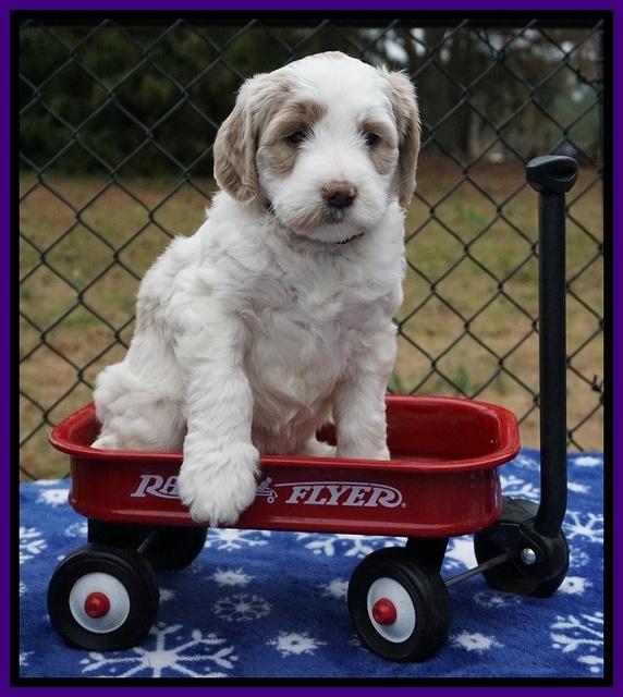 Paris Dempsey pups 6 wks old 1 068
