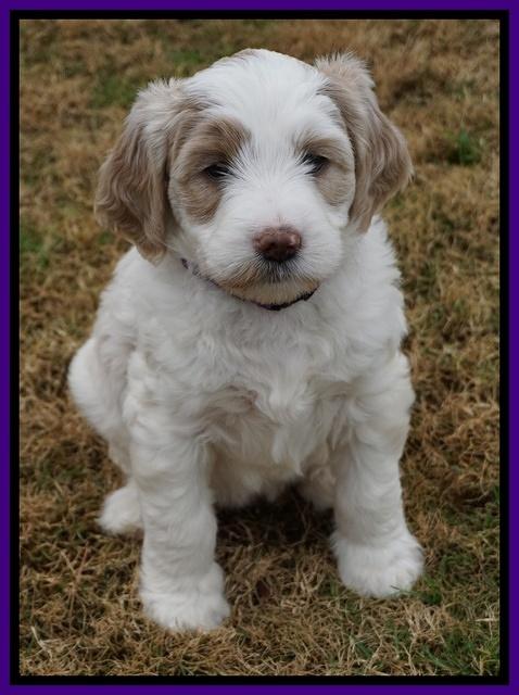 Paris Dempsey pups 6 wks old 16100