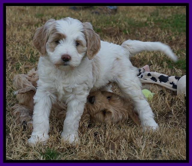 Paris Dempsey pups 7 wks old 101