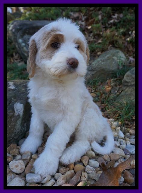 Paris Dempsey pups 8 wks old 3 032