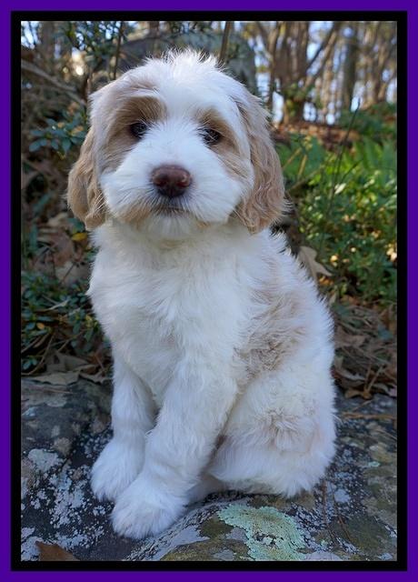 Paris Dempsey pups 8 wks old 3 055