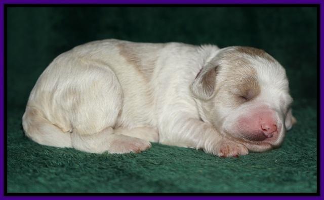 Paris Dempsey pups one wk old 7100