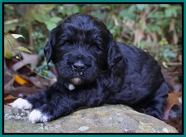 Paris Dempsey pups 3 wks old 121