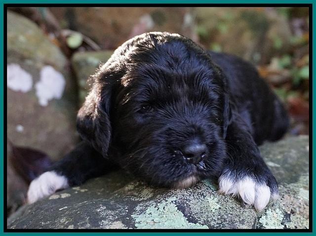 Paris Dempsey pups 3 wks old 131