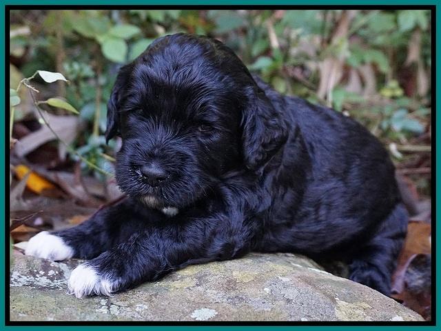 Paris Dempsey pups 3 wks old 141