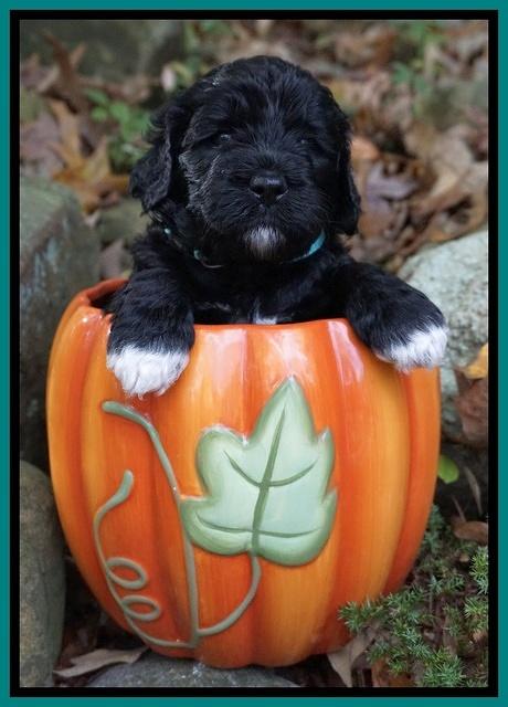 Paris Dempsey pups 4 wks old 131