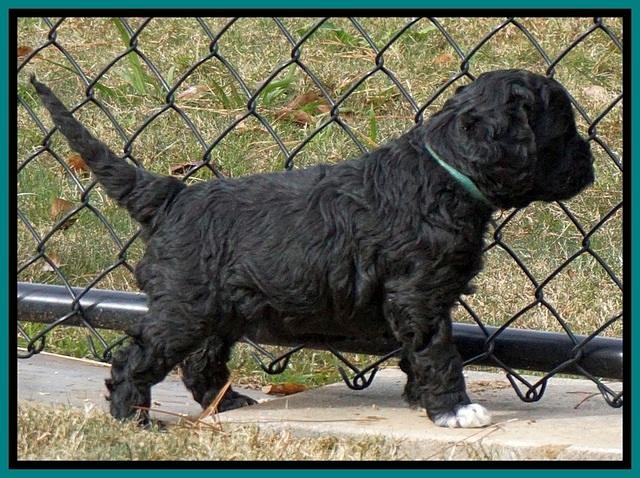 Paris Dempsey pups 5 wks old 231