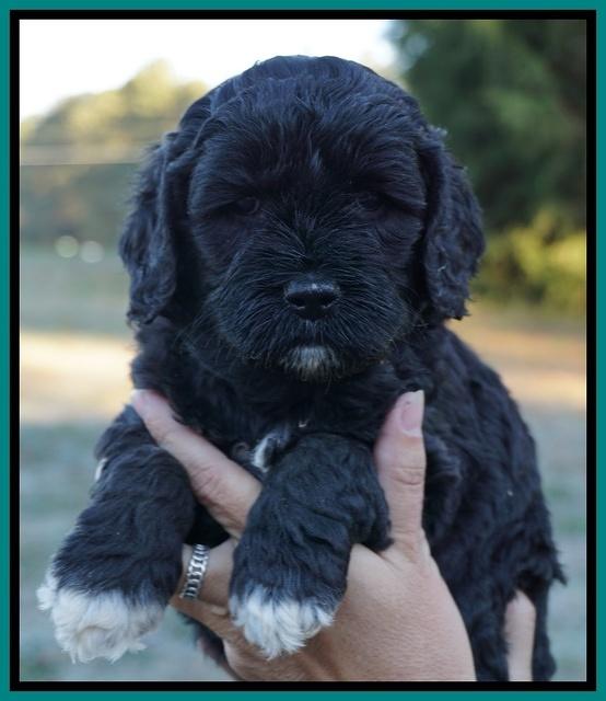 Paris Dempsey pups 5 wks old faces 101