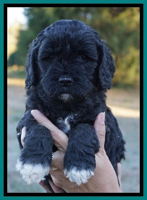 Paris Dempsey pups 5 wks old faces 91